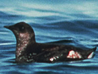 Marbled Murrelet