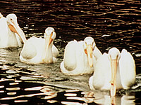 American Pelican