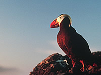 Puffin