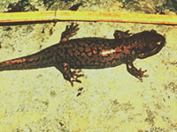 Pacific Giant Salamander