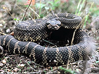 Rattlesnake