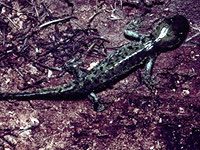 Tiger Salamander