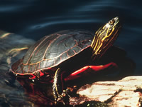 Painted Turtle