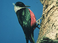 Lewis's Woodpecker