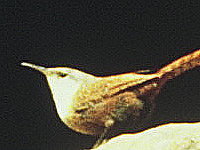 Canyon Wren